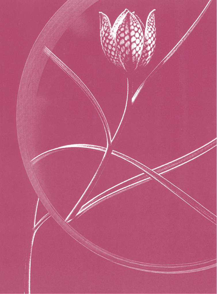 A stylized, white outlined flower with a patterned petal stands amid gracefully curved stems on a solid pink background.