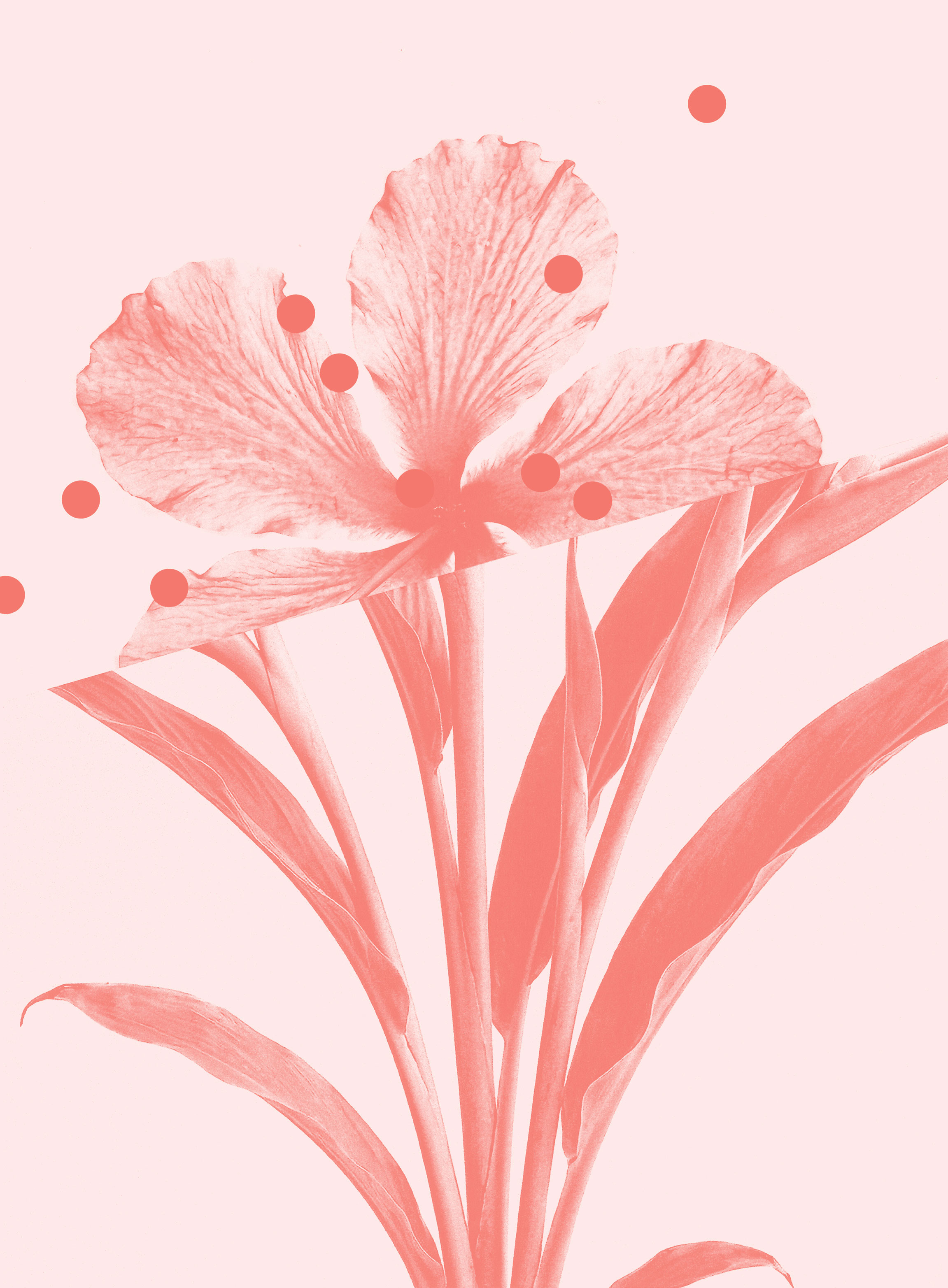 A stylized, monochromatic pink botanical illustration of a flower with broad petals and long leaves. Several solid pink dots are scattered across the image, creating a modern, abstract effect.