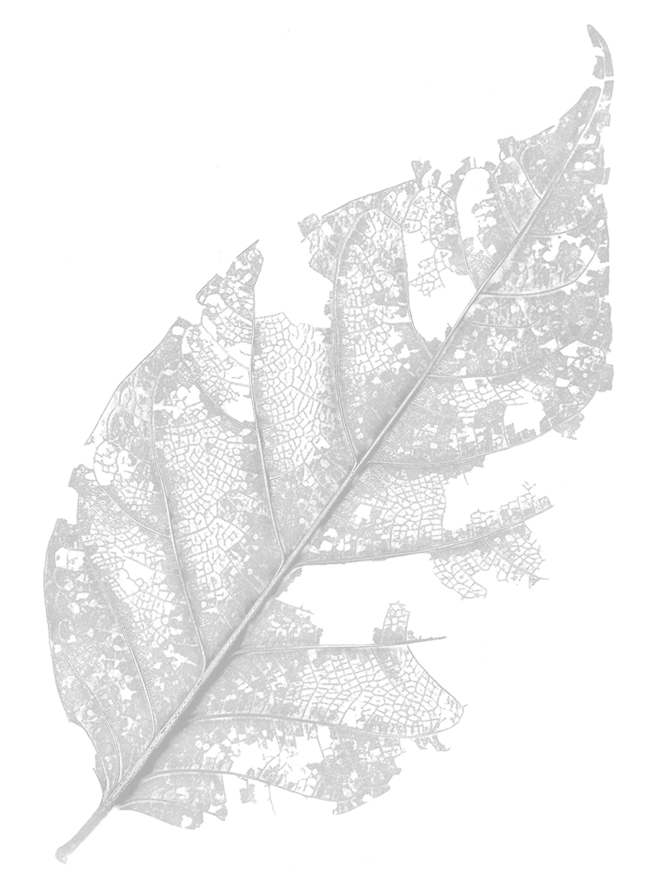 A delicate, partially decayed leaf with visible veins and many missing sections, giving it a lacy, skeleton-like appearance against a white background.