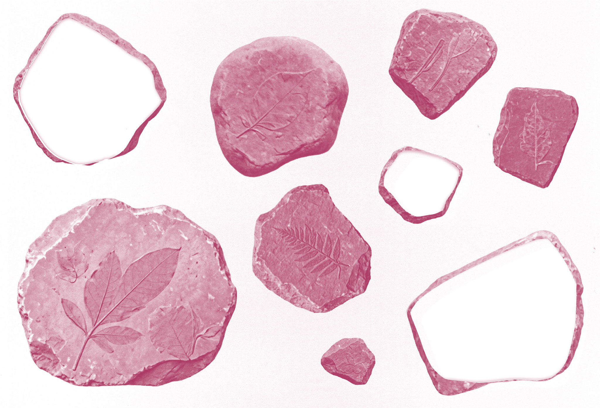 Nine pink-tinted fossil stones of various shapes and sizes, each featuring distinct leaf imprints, are arranged on a white background. The stones display detailed fossilized plant patterns.