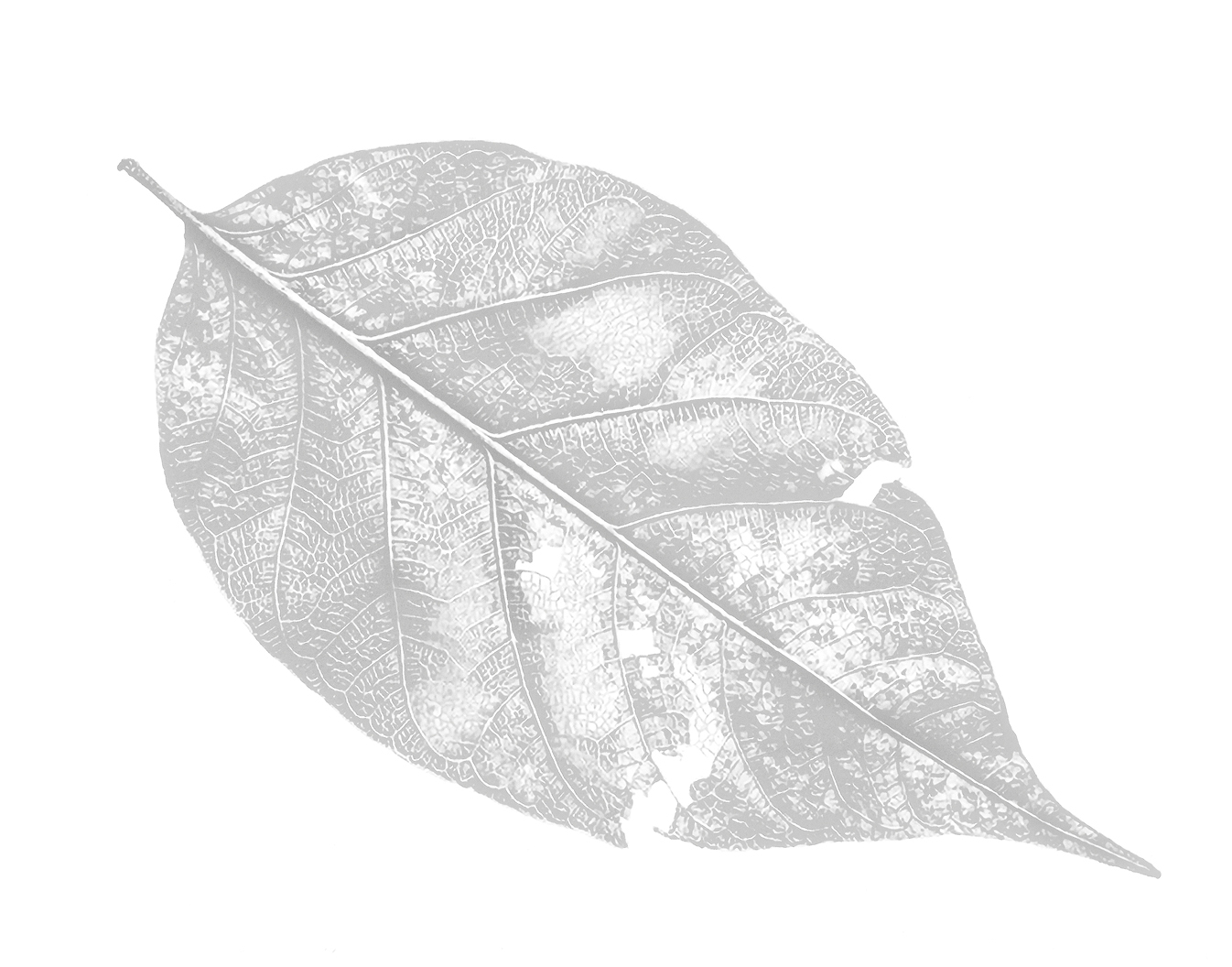 A detailed, high-contrast image of a single leaf showing intricate veins and a few damaged spots, set against a plain white background.