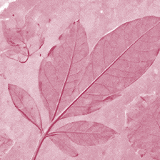 A sepia-toned fossil imprint of a plant with multiple leaves is displayed against a textured stone background.