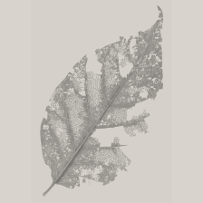 A skeletonized leaf with much of its tissue missing, showing intricate veins and a delicate, lacy structure against a plain, light background.