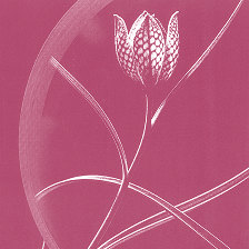 A single checkered flower with curved leaves and stem, illustrated in white on a pink background.