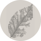 A grayscale, partially decayed leaf is centered on a light gray circular background, showing intricate textures and veins.